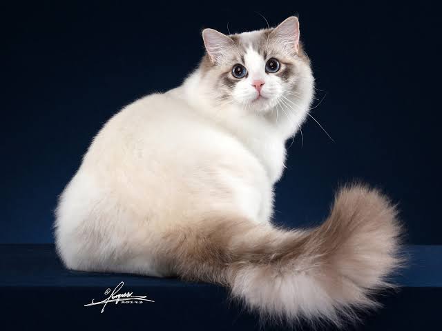 رگدال