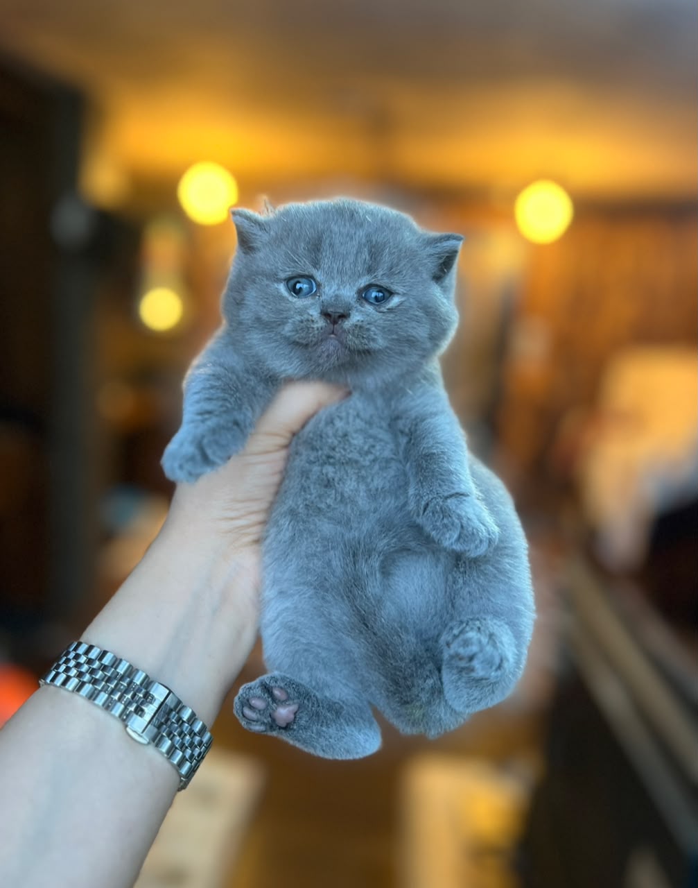بچه‌گربه بریتیش شورت‌هیر بلو ماده