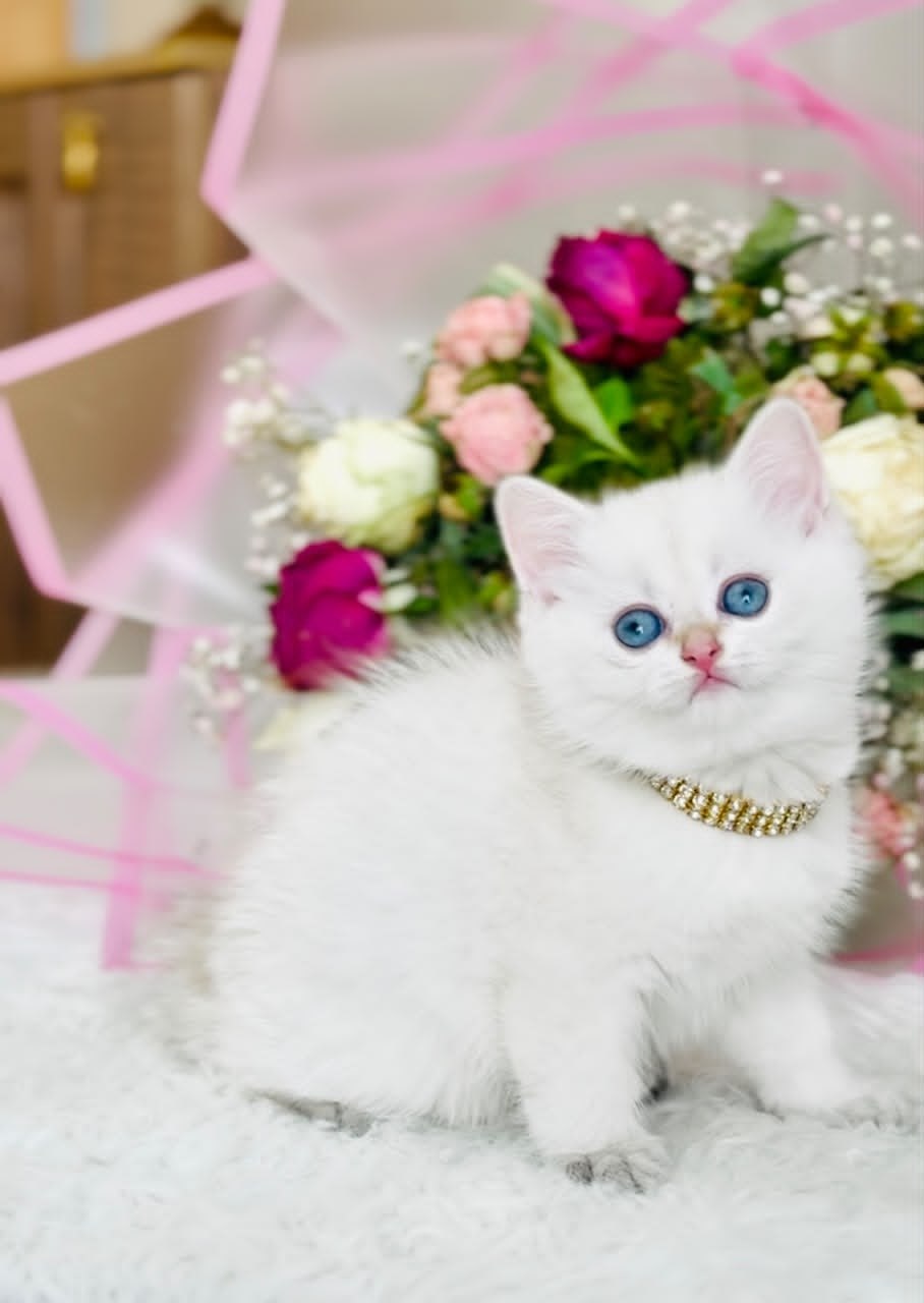 بچهگربه بریتیش شورتهیر گلدن پوینت ماده